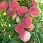 Őszibarackfa páros - Michelini  + Fairlane - Image 3