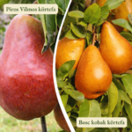 Körtefa termőpár - Piros Vilmos + Bosc Kobak