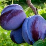 Szilvafa termőpár - Cacanska Lepotica + Cacanska Rana - Image 2