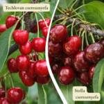 Cseresznyefa termőpár - Techlovan + Stella