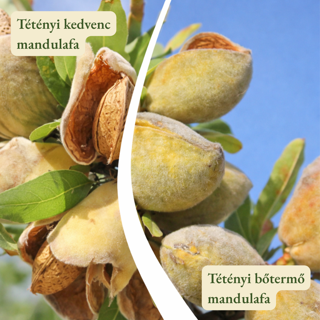 Mandulafa termőpár - Tétényi kedvenc + Tétényi bőtermő