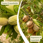 Mandulafa páros - Tuono + Supernova
