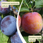 Szilvafa termőpár - Debreceni muskotály + Sermina ringló