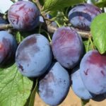 Szilvafa termőpár - Debreceni muskotály + Sermina ringló - Image 2