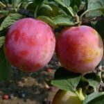 Szilvafa termőpár - Debreceni muskotály + Sermina ringló - Image 3