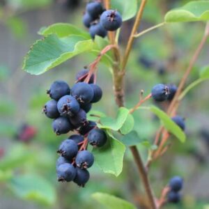 Saskalate mézalmácska/ fanyarka