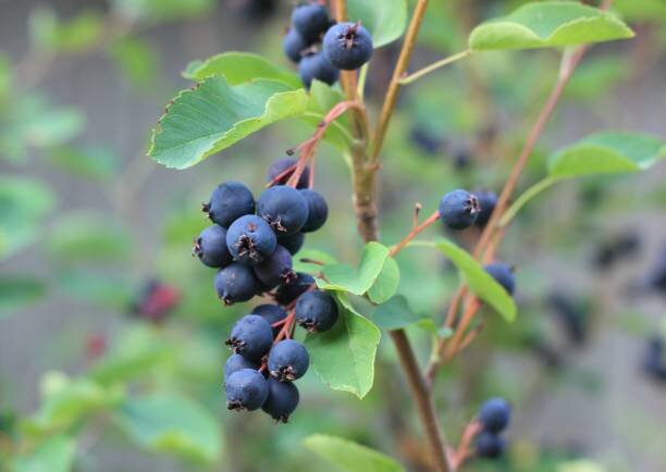 Saskalate mézalmácska/ fanyarka