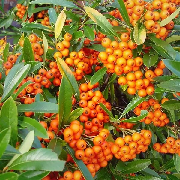'Orange Glow' narancssárga tűztövis