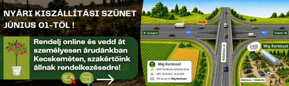 Nyári kiszállítási szünet_